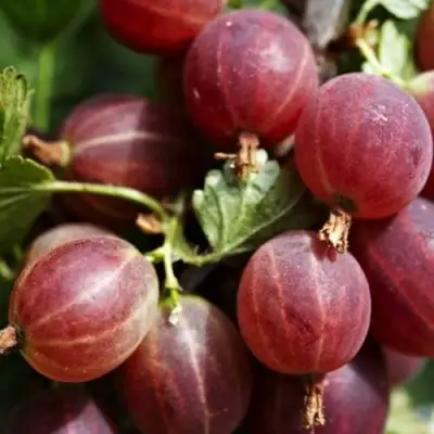 Крыжовник ХИННОМАКИ РОТ в Жлобине