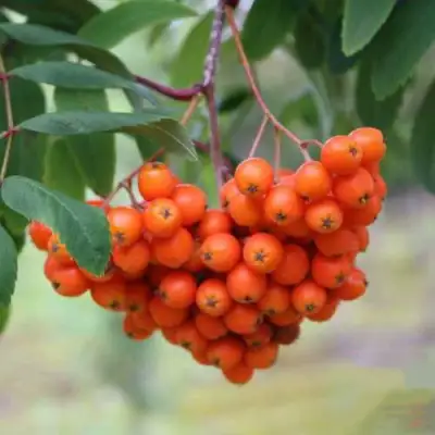 Рябина ВЕФЕД сладкоплодная в Жлобине