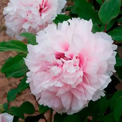 Пион ПЕРСИК ПОД СНЕГОМ древовидный в Жлобине