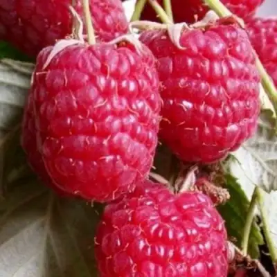 Малина ГЕРАКЛ в Жлобине