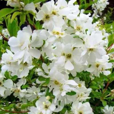 Экзохорда ЗЕ БРАЙД в Жлобине