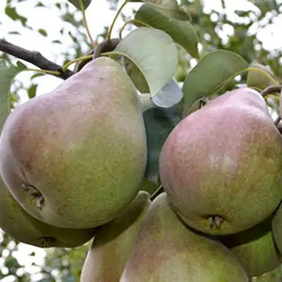 Груша БРЯНСКАЯ КРАСАВИЦА в Жлобине