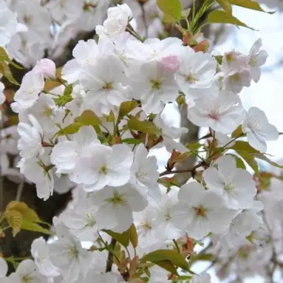 Сакура САНСЕТ БУЛЕВАРД в Жлобине