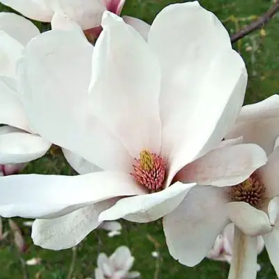 Магнолия АЛЬБА СУПЕРБА в Жлобине