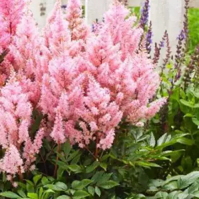 Астильба ЛУК ЭТ МИ японская в Жлобине