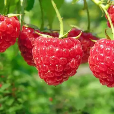 Малина ПРОСТО ПРЕЛЕСТЬ (СТОЛЕШНИК) в Жлобине