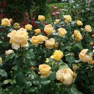 Роза КЕНДЛАЙТ чайно-гибридная в Жлобине