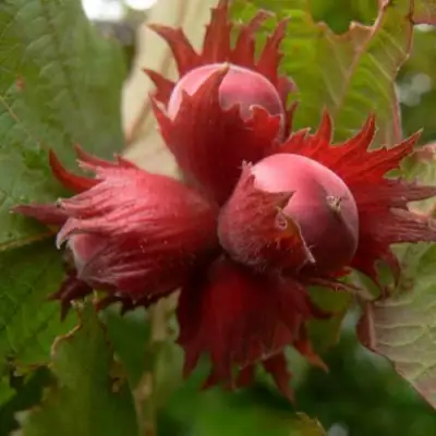 Фундук МОСКОВСКИЙ РУБИН в Жлобине