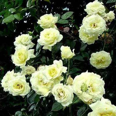 Роза ЭЛЬФ плетистая в Жлобине