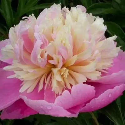 Пион ВЕСЕННЯЯ ПАЛИТРА травянистый в Жлобине