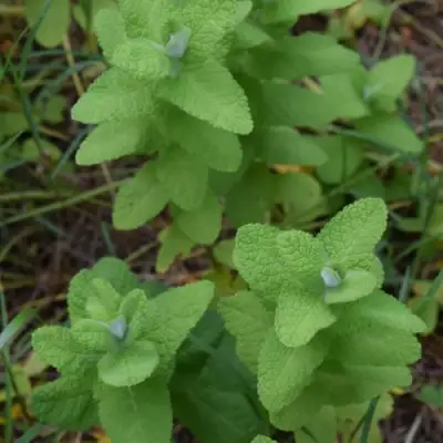 Мята АПФЕЛМИНЦЕ в Жлобине