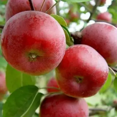 Яблоня АНТЕЙ в Жлобине