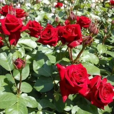 Роза ЭКСПЛОРЕР чайно-гибридная в Жлобине