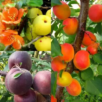 Комплект САД ДЛЯ ГУРМАНА в Жлобине