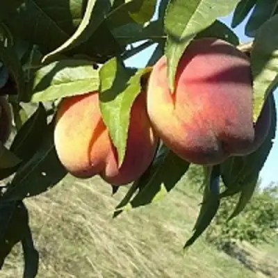 Персик СОФГАФЕН в Жлобине