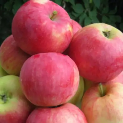 Яблоня НОРИС в Жлобине