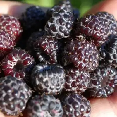 Малина БРИСТОЛЬ в Жлобине