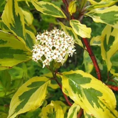 Дерен ШПЕТА белый в Жлобине