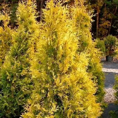 Туя ЕВРОПА ГОЛД западная в Жлобине