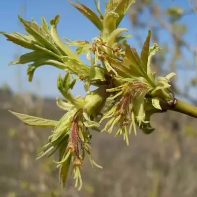 Клен ясенелистный в Жлобине