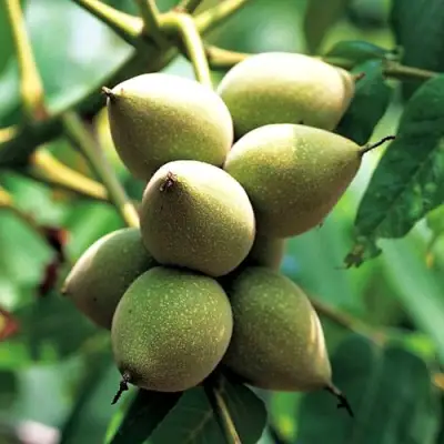 Орех МАНЬЧЖУРСКИЙ в Жлобине