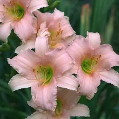 Лилейник ЛАКШЕРИ ЛЕЙС гибридный в Жлобине