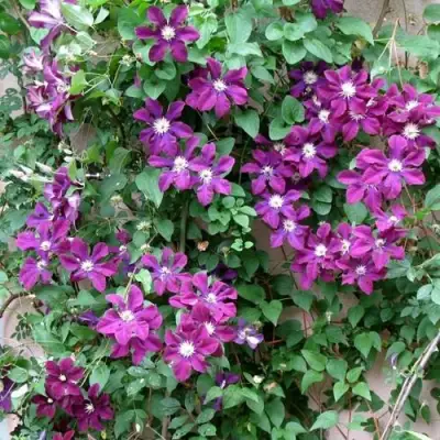 Клематис ГЕРОИ ВАРШАВЫ в Жлобине