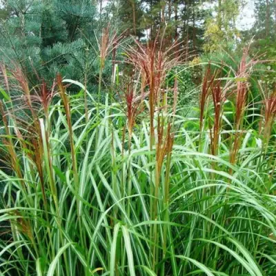 Мискантус МАЛЕПАРТУС китайский  в Жлобине