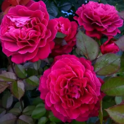 Роза БЕЛЬВЬЮ чайно-гибридная в Жлобине