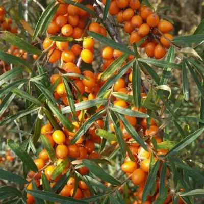 Облепиха РОСИНКА в Жлобине