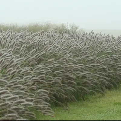 Пеннисетум ЛЕДИ Ю в Жлобине