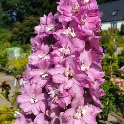 Дельфиниум АСТОЛАТ тихоокеанский в Жлобине