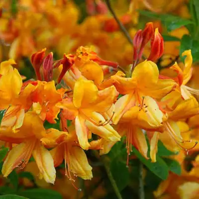 Азалия ОРАНЖ ХИТ листопадная в Жлобине