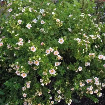 Лапчатка ПИНК КВИН кустарниковая в Жлобине