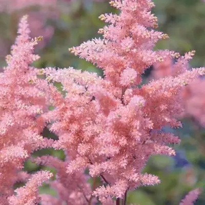 Астильба ГЛИТТЕР ЭНД ГЛАМУР китайская в Жлобине