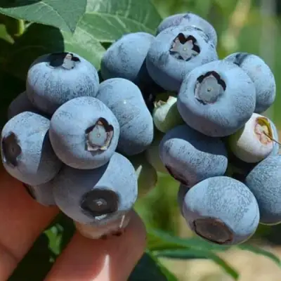 Голубика НЕЛЬСОН в Жлобине