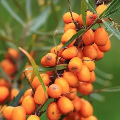 Облепиха АЛТАЙСКАЯ в Жлобине