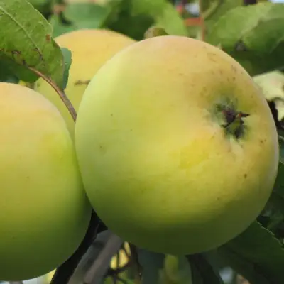 Яблоня РОССИЯНКА в Жлобине