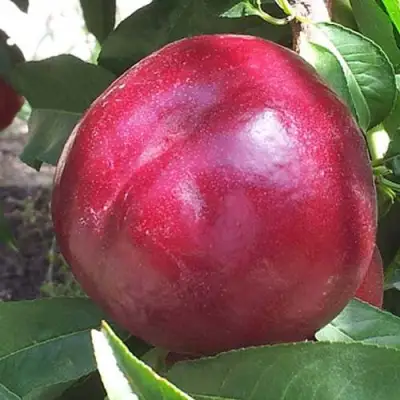 Нектарин ЭКСТРИМ БЬЮТИ в Жлобине