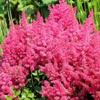 Астильба САННИ ДЕЙ гибридная в Жлобине