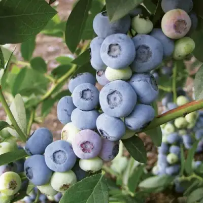 Голубика ЛИБЕРТИ в Жлобине