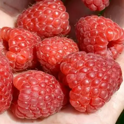 Малина ХЕРИТЕЙДЖ в Жлобине