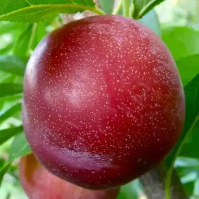 Слива БЕРБАНК ГИГАНТ в Жлобине