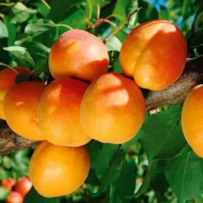 Абрикос СПАДЧЫНА в Жлобине