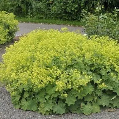 Манжетка ТРИЛЛЕР мягкая в Жлобине