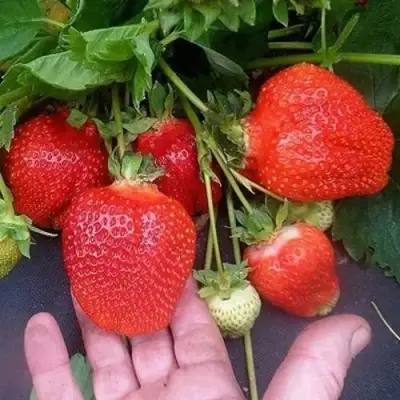 Клубника АЗИЯ в Жлобине