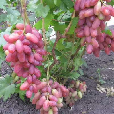 Виноград ЮЛИАН в Жлобине