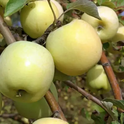 Яблоня АНТОНОВКА ОБЫКНОВЕННАЯ в Жлобине