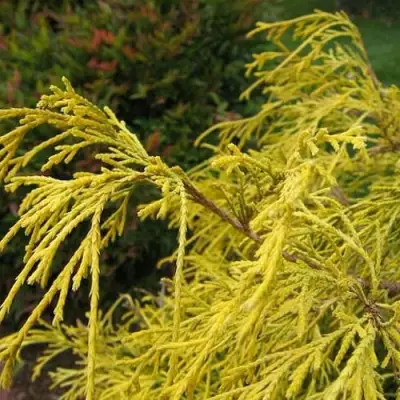 Кипарисовик ВАВЕЛ горохоплодный в Жлобине