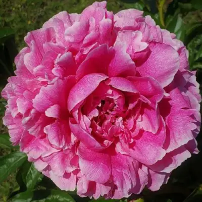 Пион ЗЕ ФОН травянистый в Жлобине